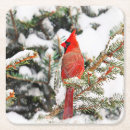 Search for cardinal coasters Wildlife