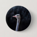 Search for ostrich badges Portrait