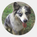 Search for working dog stickers Pet