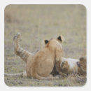 Search for masai stickers Full length