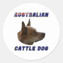 Search for cattle dog stickers Aussie