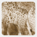 Search for kruger national park stickers Nature