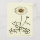 Search for tricolor postcards Flower