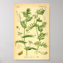 Search for culinary posters Botanical