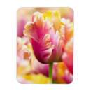 Search for spring bulbs magnets Nature
