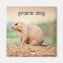 Search for prairie magnets Animal