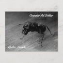 Search for the carpenters postcards Insects