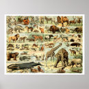 Search for vintage animal illustration posters Wild