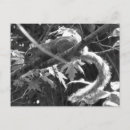 Search for squirrel picture postcards Rodents