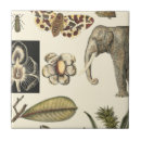 Search for painted tiles Fish