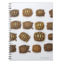 Search for tortoise notebooks Animal