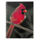 Search for cardinal notebooks Wildlife