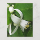 Search for orange blossoms postcards Flower