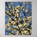 Search for willow tree posters Nature