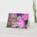 Search for petunias cards Nature