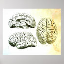 Search for brain posters Anatomy