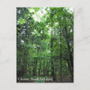 Search for forest walk postcards Trees