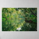 Search for mangrove posters Nature