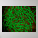 Search for bacterium posters Abundance