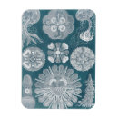 Search for sealife magnets Coastal