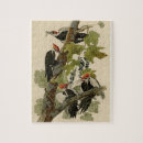 Search for audubon birds puzzles John james audubon
