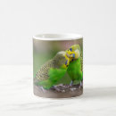 Search for budgerigar mugs Melopsittacus