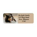 Search for sheltie labels Canine