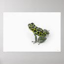 Search for poison dart frog posters Cold blooded