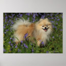 Search for spitz art Flowers