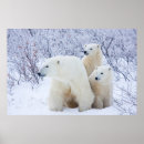 Search for bear cub art Canadian
