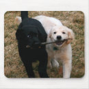 Search for golden lab mousepads Puppy