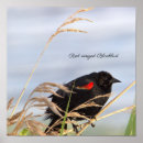 Search for wing posters Red winged blackbird
