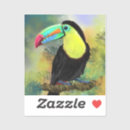 Search for toucan bird stickers Toco