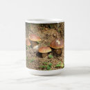 Search for boletus mugs Forest