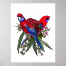 Search for rosellas posters Colourful