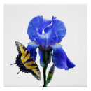 Search for butterfly iris posters Nature