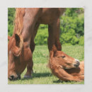 Search for mare invitations Foal
