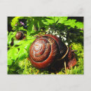 Search for snail postcards Forest