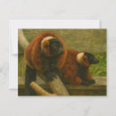 Search for ruffed Lemur
