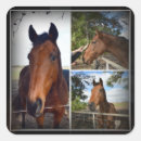Search for bay horse stickers Mare