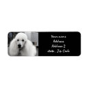 Search for white poodle dog return address labels Dogs