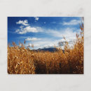 Search for corn field postcards Fall