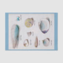 Search for sea shells tissue paper Marine