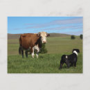 Search for large image postcards Horizontal