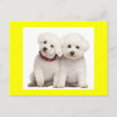 Search for blank birthday cards Puppies