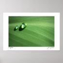 Search for drop leafs photography Water