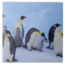 Search for penguin tiles Coast