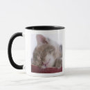 Search for sleeping kitten mugs Japan