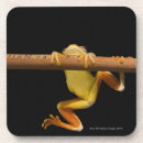 Search for tree frog barware Studio shot