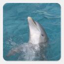 Search for bottlenose stickers Sea